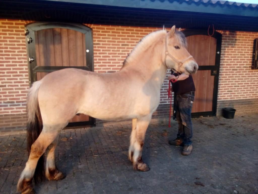 fjorden paarden, Dieren en Toebehoren, Minder dan 160 cm, Met stamboom, 3 tot 6 jaar, Onbeleerd
