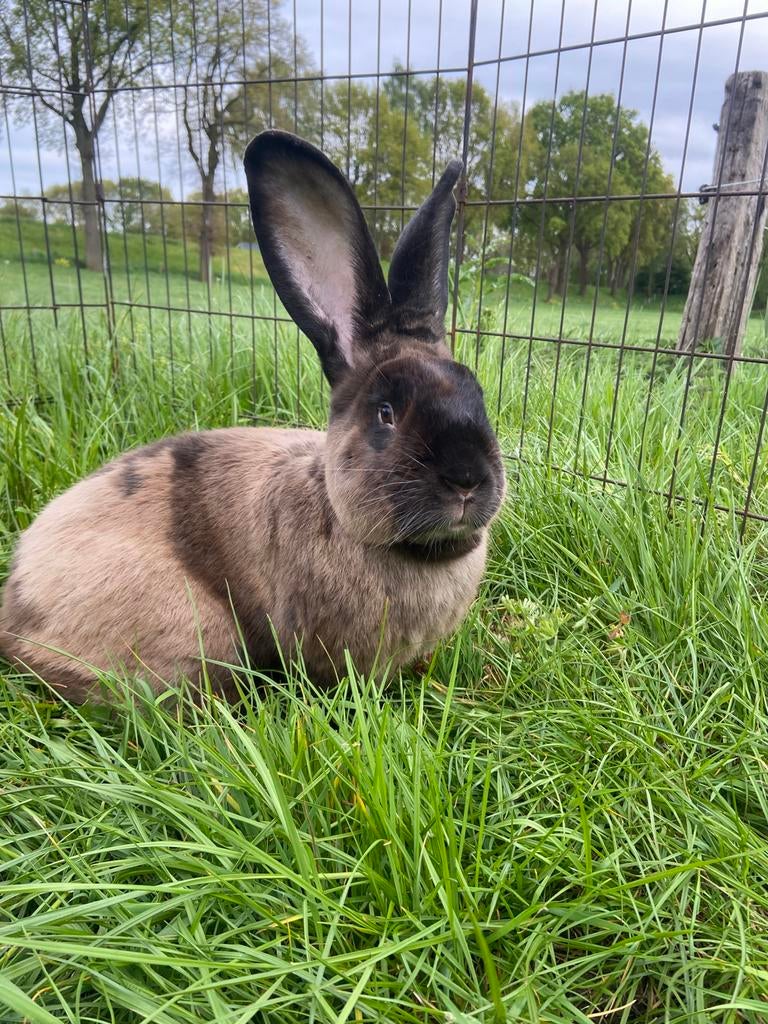 Duitse reus, Siamese Sable, Mannelijk, Groot, 0 tot 2 jaar