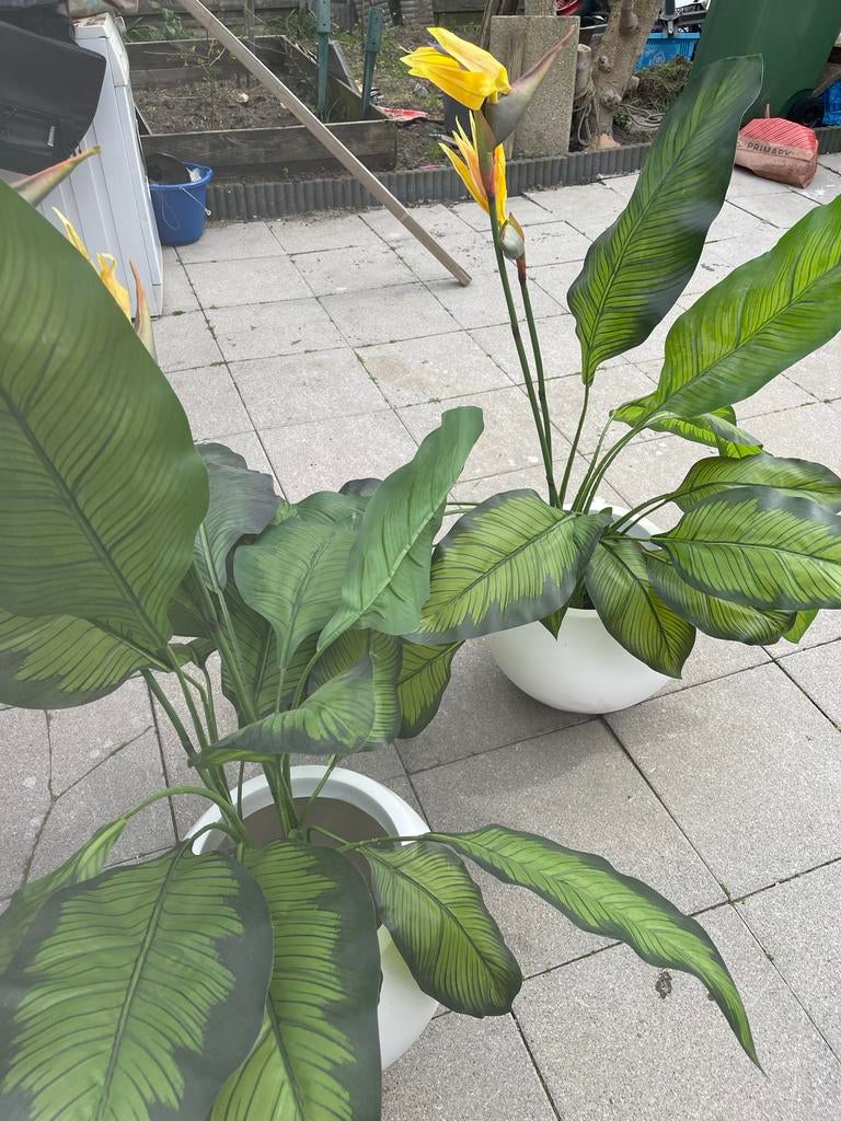 Twee planten in witte vazen, Huis en Inrichting, Woonaccessoires | Vazen, Ophalen, Overige materialen, Gebruikt, 50 tot 75 cm