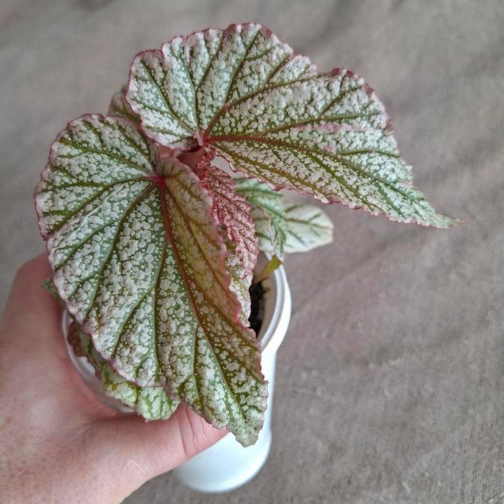 Begonia Don Miller dubbele plant, Huis en Inrichting, Kamerplanten, Minder dan 100 cm, Halfschaduw, Ophalen of Verzenden