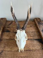 Gewei van een ree, Ophalen of Verzenden, Zo goed als nieuw, Hert, Gewei of Kop