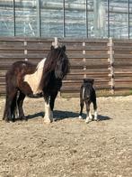 Fokmerrie bonte shetlander te koop, Dieren en Toebehoren, Merrie