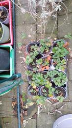 Frambozen aardbeien plantjes, Tuin en Terras, Planten | Tuinplanten, Ophalen, Volle zon