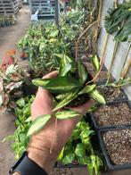 Hoya Carnosa Tricolor - 9cm pot - Prachtige wasbloem, Huis en Inrichting, Kamerplanten, Overige soorten, In pot, Minder dan 100 cm