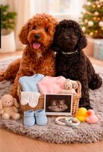 Gastgezin gezocht voor labradoodle teefje, 8 tot 15 weken, Teef, Eén hond, Nederland