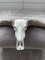 Grote Longhorn Buffel Schedel - 130cm breed, Ophalen, Zo goed als nieuw