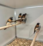 Bruinborst rietvinken wildkleur, Meerdere dieren