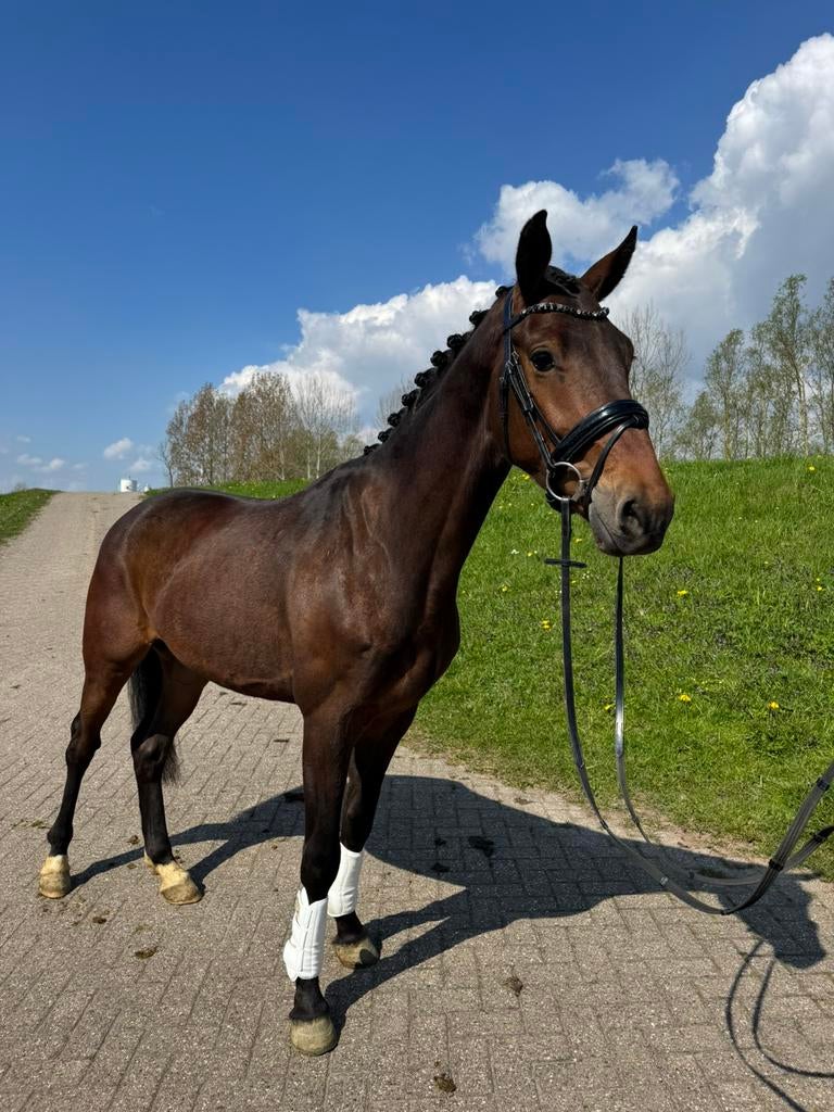 Brave alleskunner te koop, Dieren en Toebehoren, Paarden, Met stamboom, B, Ruin, Dressuurpaard