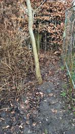 Te koop walnoten boom, Meerdere dieren, Kip