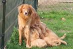 Nova Scotia Duck Toller Retriever pups, Parvo, Nederland, Overige rassen, 8 tot 15 weken