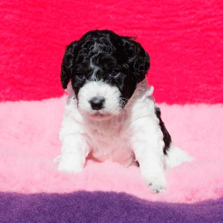 Franse Waterhondpups uit liefdevol en doordacht nest, Dieren en Toebehoren, Parvo, Overige rassen, 8 tot 15 weken, Meerdere