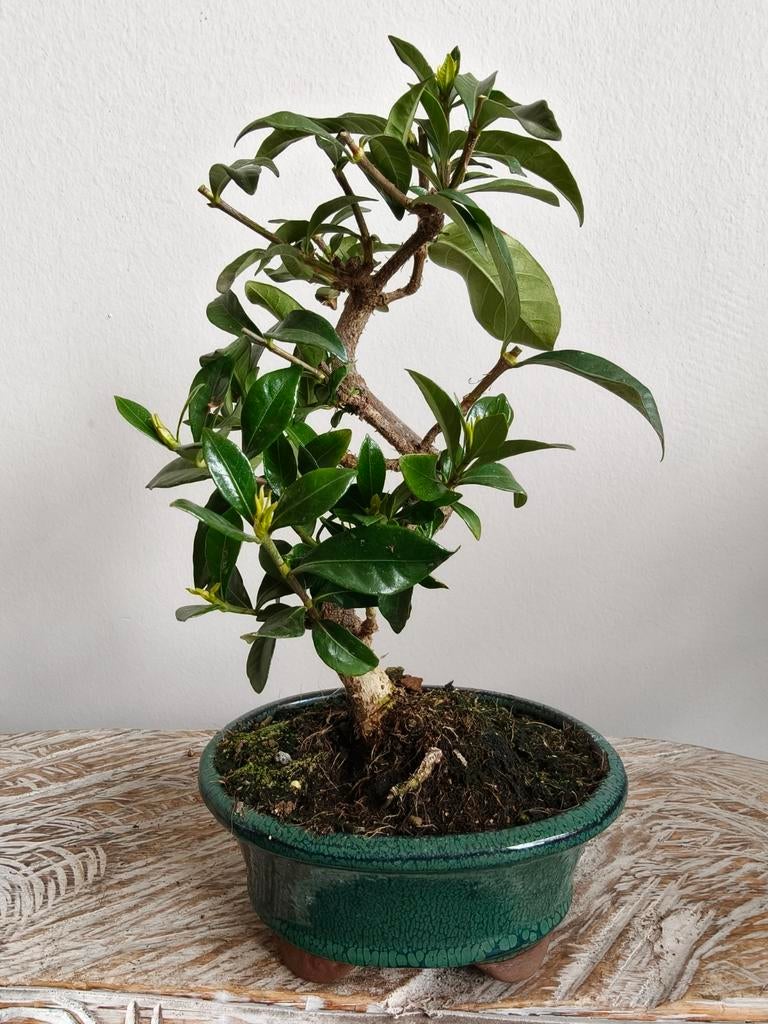 Gardenia Jasminoides Bonsai, Tuin en Terras, Planten | Bomen, Bloeit niet, Halfschaduw, Minder dan 100 cm, Overige soorten