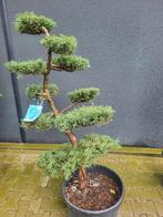 Juniperus virg. "Grey Owl", Bloeit niet, Overige soorten, 100 tot 250 cm, Ophalen