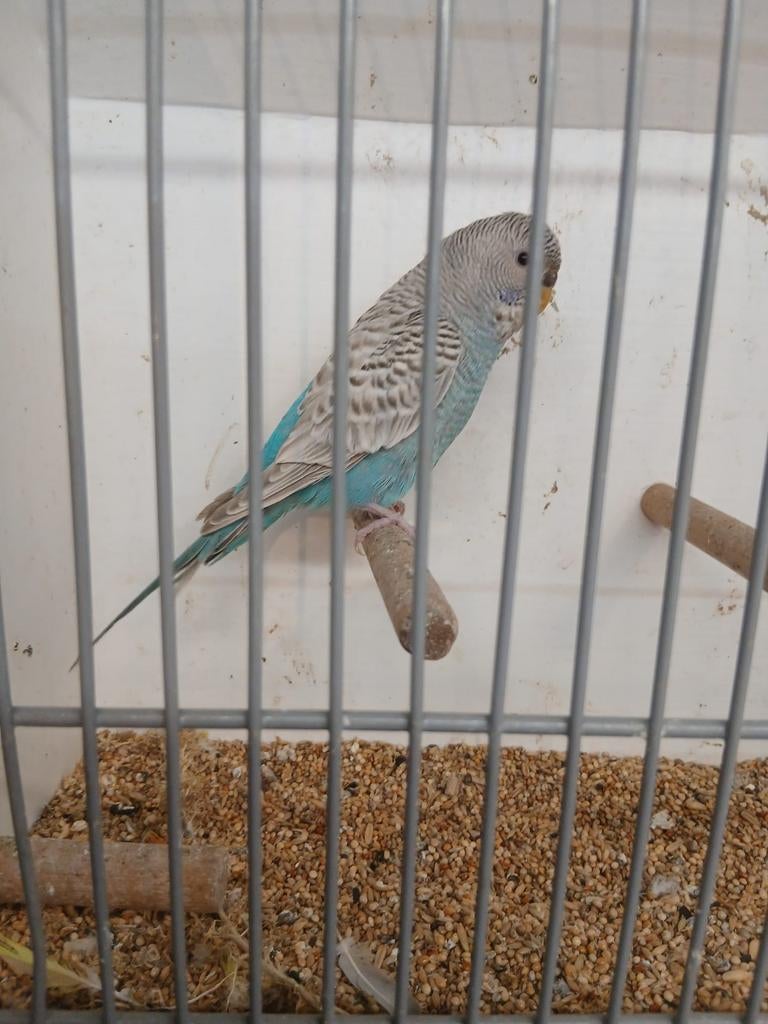 Blackface dun fallow split blackwing pop, broedrijp, Dieren en Toebehoren, Vrouwelijk, Parkiet, Geringd