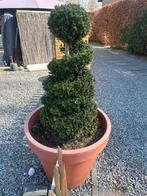 Tk spiraal buxus, Tuin en Terras, Planten | Bomen, Volle zon, Bloeit niet, Minder dan 100 cm, Overige soorten