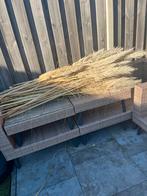 Gratis Pampasgras pluimen - decoratie voor huis en tuin, Ophalen, Volle zon, Vaste plant, Siergrassen