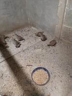 Patrijzen, Dieren en Toebehoren, Pluimvee, Meerdere dieren, Eend