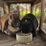 2 vrouwtjes konijnen te koop, Dieren en Toebehoren, Konijnen, Vrouwelijk, Middelgroot, Hangoor, 0 tot 2 jaar