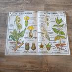 Vintage MDI Hebri biologie botanische schoolplaten posters, Ophalen of Verzenden, Natuur en Biologie