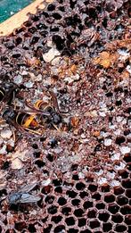 Bijenvolken kopen, Dieren en Toebehoren, Bijen