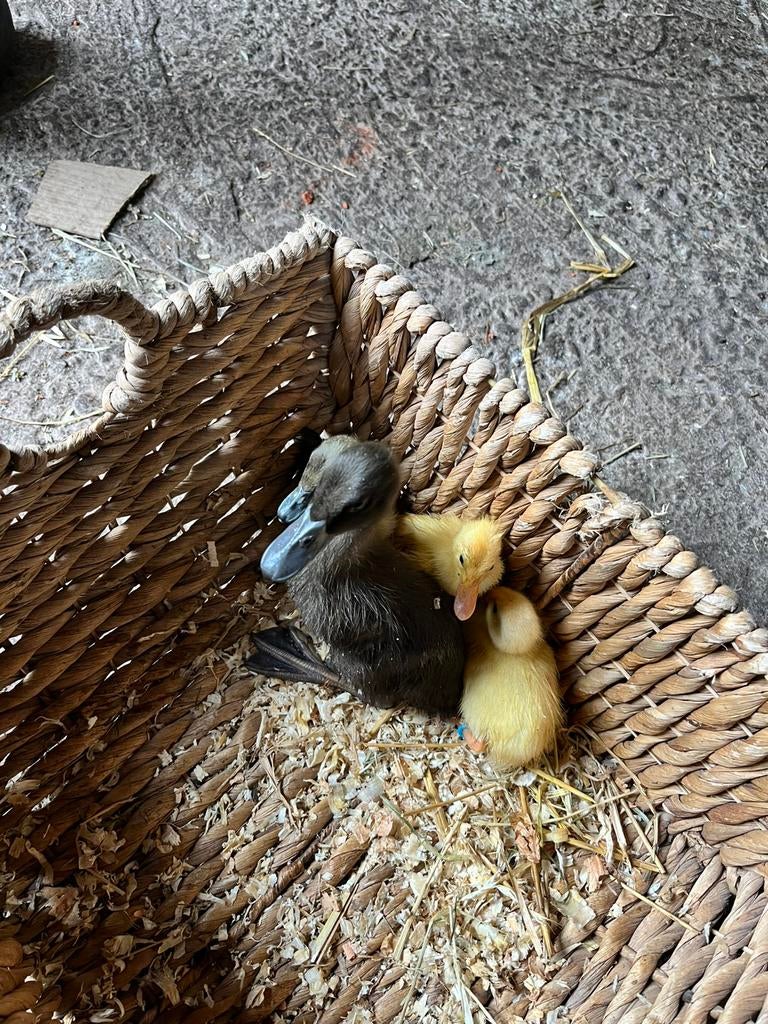 3 knappe zuivere Indische loopeend pulletjes/kuikens, Dieren en Toebehoren, Pluimvee, Mannelijk, Eend