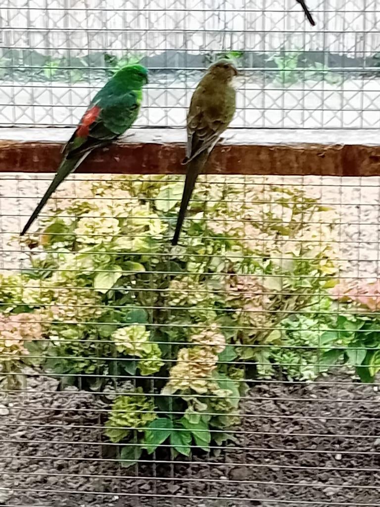 Te koop een mooi koppel wildkleur roodruggen, Dieren en Toebehoren, Vogels | Parkieten en Papegaaien, Meerdere dieren, Parkiet