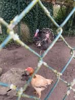 Te koop aangeboden 3 kalkoenen, 2 vrouw en 1 man, Meerdere dieren, Kalkoen