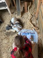 Nestje duitse reus lotharinger, Meerdere dieren, Overige soorten