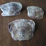 3 Grote Zadeloester schelpen, Ophalen of Verzenden, Schelp(en)