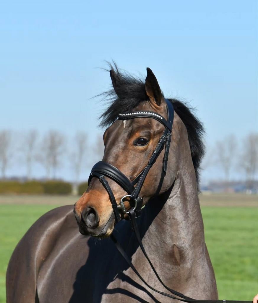 Scheren paarden en pony's, Verzorging of Verzorgpony's