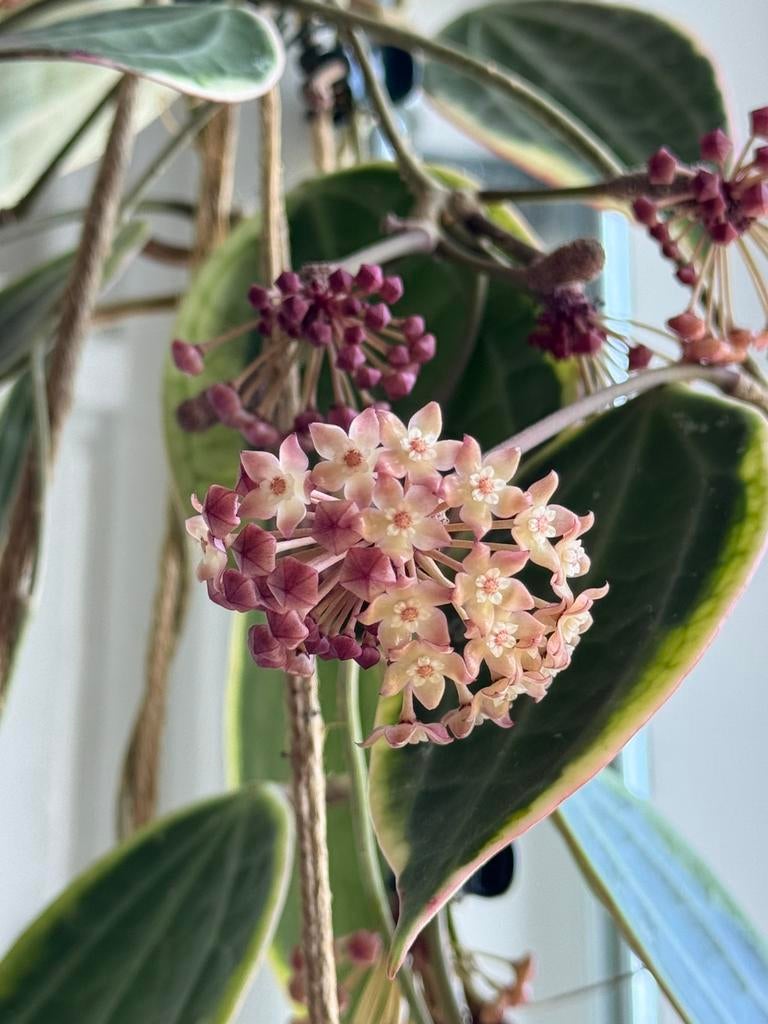 Hoya latifolia (outer variegated) (moederplant), Ophalen, Halfschaduw, Minder dan 100 cm