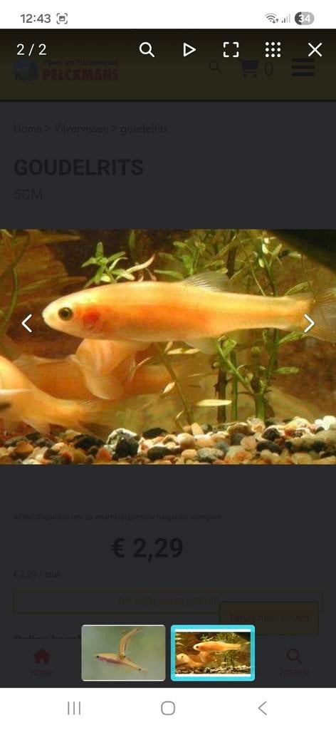 Gezocht volwassen goudelritsen