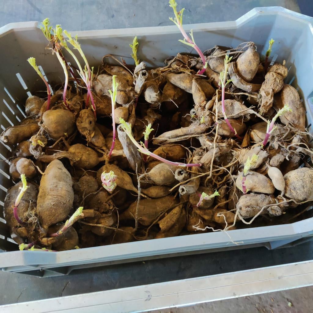 Dahlia knollen, Tuin en Terras, Bloembollen en Zaden, Ophalen of Verzenden, Volle zon, Knol