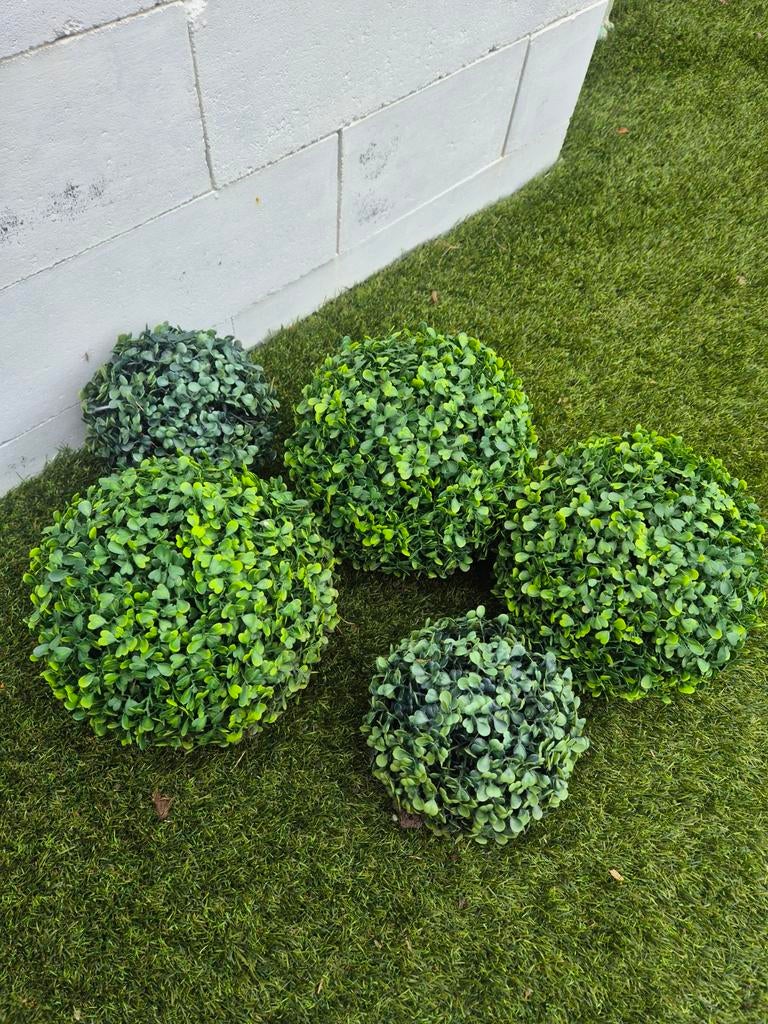 Buxus bollen, Ophalen of Verzenden, Buxus, Minder dan 100 cm