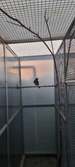 1 - 0  Geelbuik Rosella, Dieren en Toebehoren, Vogels | Parkieten en Papegaaien, Mannelijk, Parkiet, Geringd