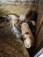 Varken biggen, Vrouwelijk, Varken, 0 tot 2 jaar