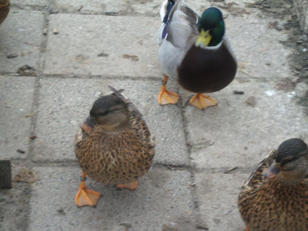 fraaie kwakers, Meerdere dieren, Eend