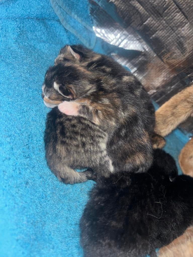 Laatste kitten te koop alleen de grijze (tijgertje), Dieren en Toebehoren, Katten en Kittens | Overige Katten, Geslacht onbekend