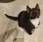 Kruising kittens, Poes, Ontwormd, 0 tot 2 jaar