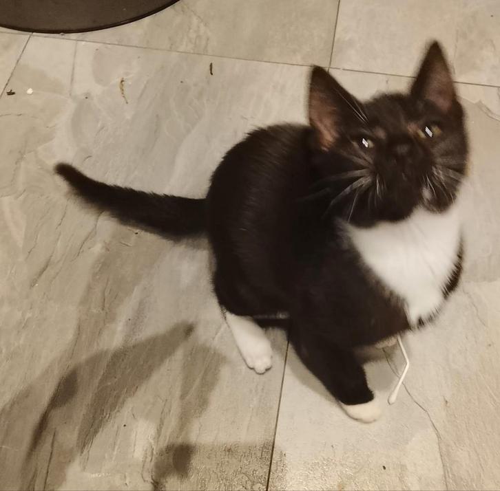 Kruising kittens, Dieren en Toebehoren, Katten en Kittens | Raskatten | Korthaar, Poes, 0 tot 2 jaar, Ontwormd