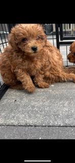 Maltipoo Pups, Poedel, Meerdere, Meerdere dieren, Nederland