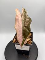 Alocasia pseudo Sanderiana Pink Variegata, Overige soorten, In pot, Minder dan 100 cm, Bloeiende kamerplant