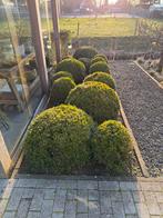 Buxus bollen - Prachtige groenblijvende planten, Tuin en Terras, Vaste plant, Bloeit niet, Halfschaduw, Ophalen