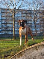 Jonge boxer reu met fci stamboom, Dieren en Toebehoren, Particulier, 15 weken tot 1 jaar, Reu, Buitenland