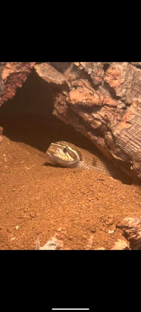 Haakneus slang Hognose Snake - unknown for sale from Daan Zuidveld