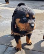 Rottweiler pups, 8 tot 15 weken, Parvo, Meerdere, Meerdere dieren