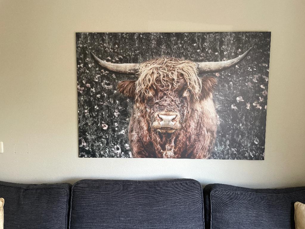 Schilderij Schotse Hooglander aluminium 150x100, Ophalen, 125 cm of meer, Zo goed als nieuw, Schilderij