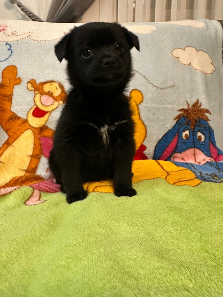 Pomeriaan, Reu, 8 tot 15 weken, CDV (hondenziekte), Eén hond