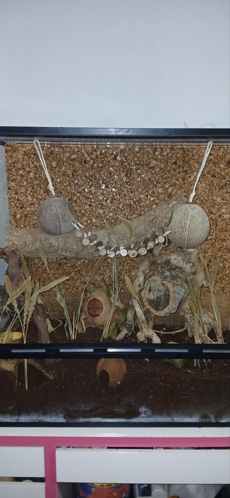 7 muizen+ inrichting., Dieren en Toebehoren, Knaagdieren, Muis, Vrouwelijk, Tam, Oktober