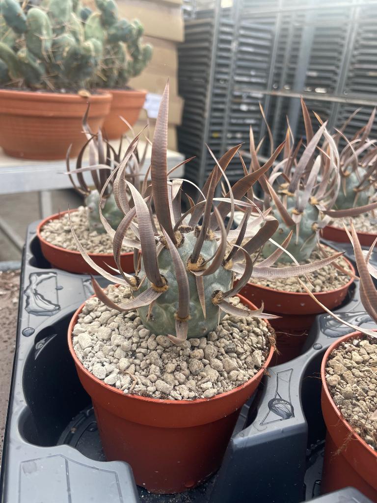 Cactus Tephrocactus Papyracanthus hort potmaat 12cm., Ophalen of Verzenden, Minder dan 100 cm, Bloeiende kamerplant, Volle zon